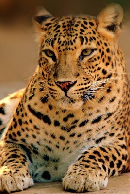 леопард взгляд