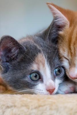 котята kittens