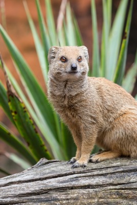 природа животные nature animals