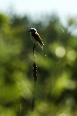 птичка ветка зелень bird branch greens