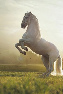лошадь белая