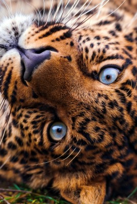 взгляд леопард морда