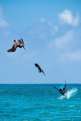 природа животные птицы горизонт nature animals birds horizon