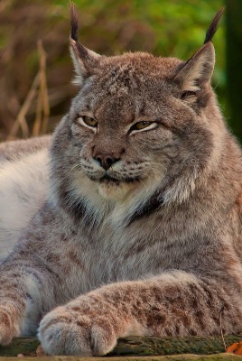 природа животные рысь nature animals lynx