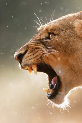 львица рык клыки пасть the lioness roar fangs mouth