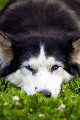 собака трава dog grass