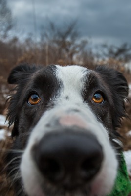 собака взгляд dog view