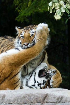 тигры tigers