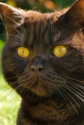 кот взгляд черный cat view black