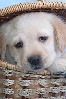 щенок корзина puppy basket