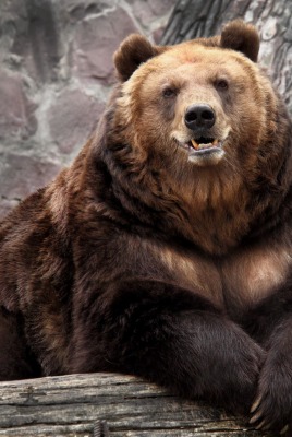 медведь bear