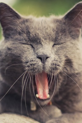 кот зевающий