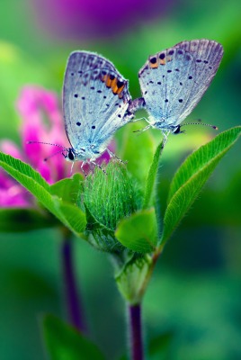 Бабочки растение макро