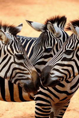 природа животные зебры
