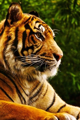 тигр лес