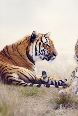 тигры поле лето