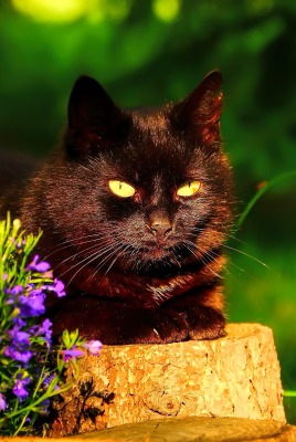 природа животные кот черный цветы