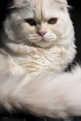 кот пушистый белый
