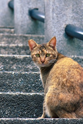 кот лестница мелкозернистый бетон