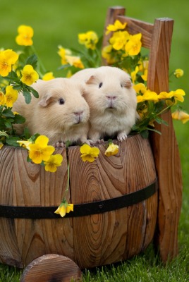 кролики корзина цветы