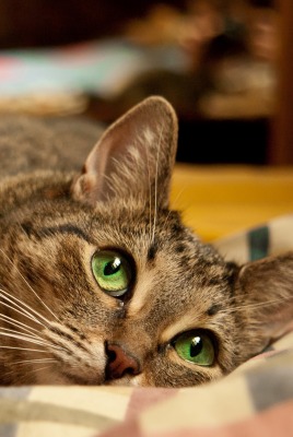 кошка взгляд зеленые глаза