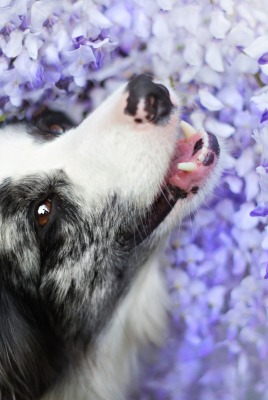 собака цветы