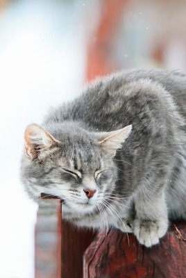 кот забор изгородь серый чешется