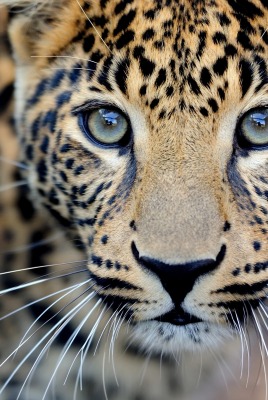 леопард морда глаза