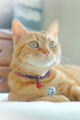 рыжий кот глаза