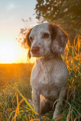 собака закат трава небо