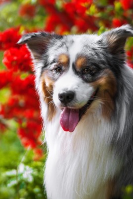 собака язык цветы