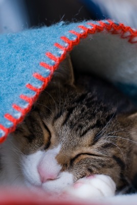 кот одеяло спит
