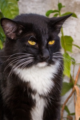 кот черный серьезный взгляд