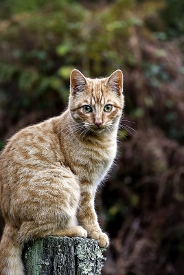 кошка пенек растительность