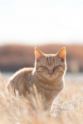 котенок трава поле