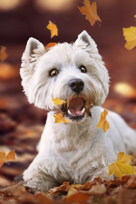 собака листья осень игривая