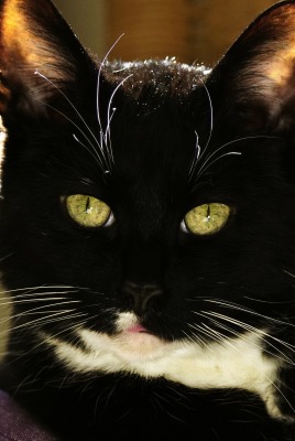 кот черный глаза