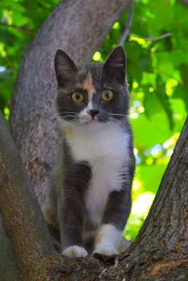 котенок дерево ветви ствол