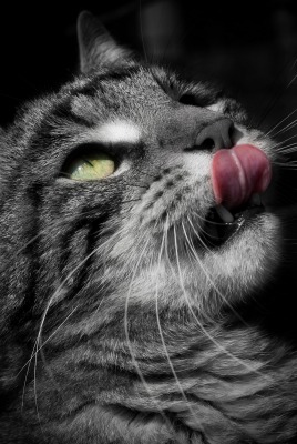 кот морда серый язык