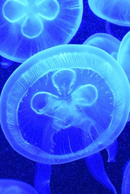 медузы глубина океан