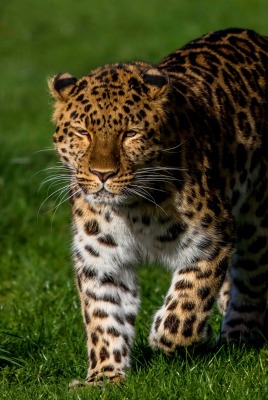 леопард хищник трава животное
