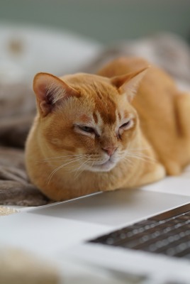 кот рыжий ноутбук