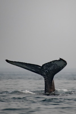 кит хвост над водой море