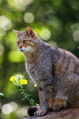 кот зелень листья трава