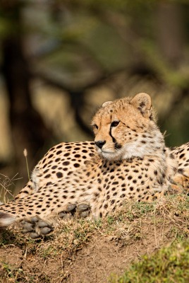гепард хищник лежит на земле