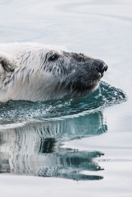 медведь белый вода плывет