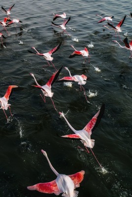 фламинго стая взлет