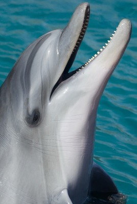 дельфин улыбка водоем