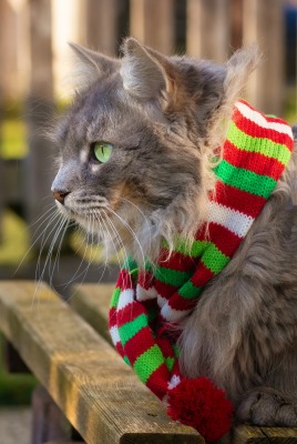 кот шарф пушистый лавка