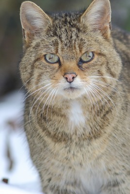 кот морда зима толстый